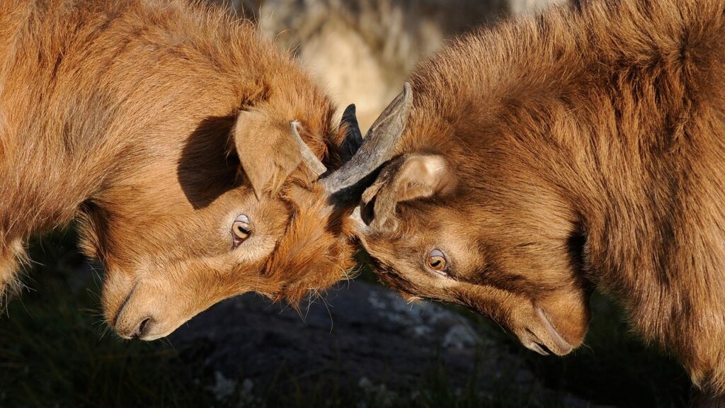 Image of goats locked in battle to win