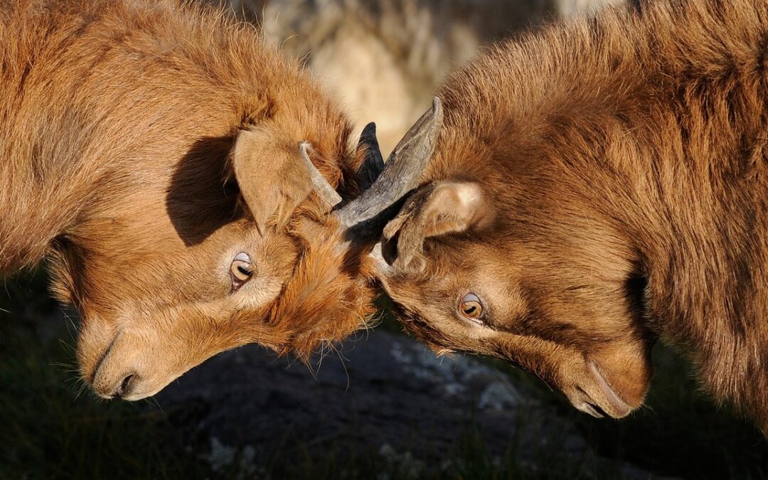 Image of goats locked in battle to win